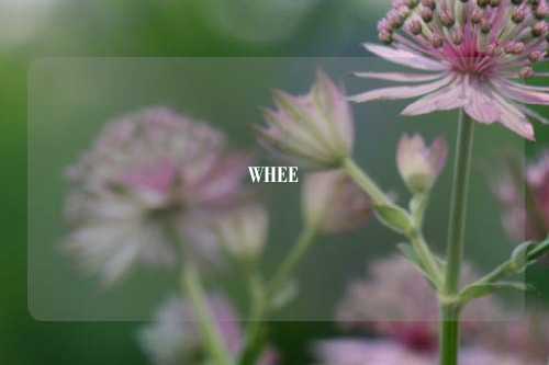 WHEE